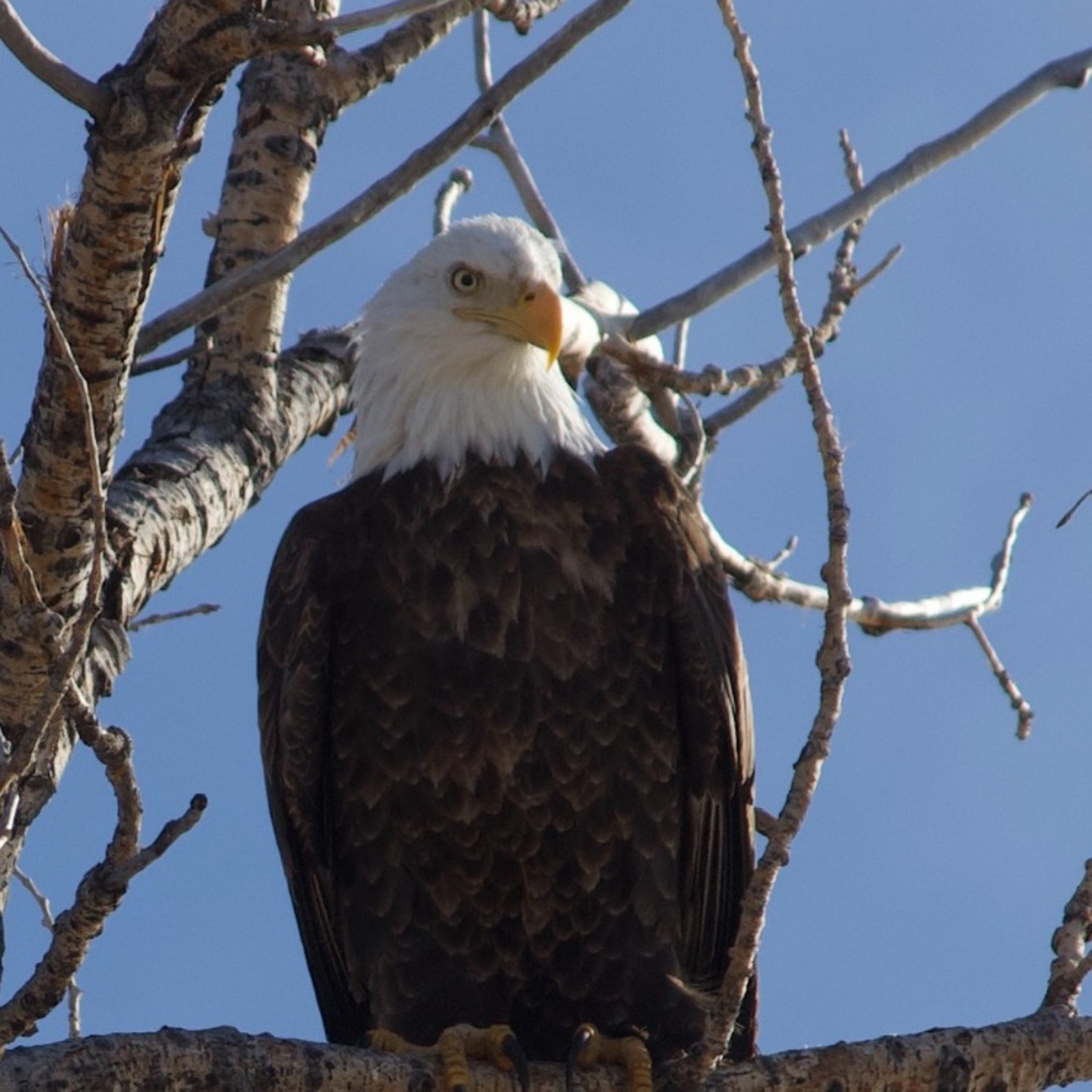 Meet your Posher, Rhonda